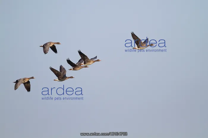 : White-fronted Goose : White-fronted Goose