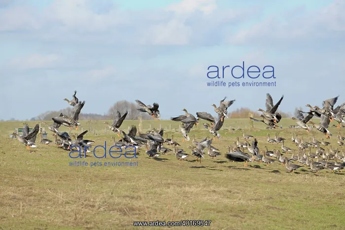 : White-fronted Goose : White-fronted Goose