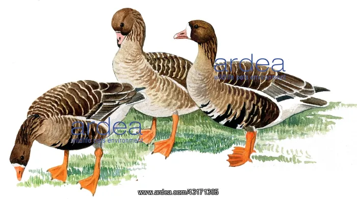 : White-fronted Goose : White-fronted Goose