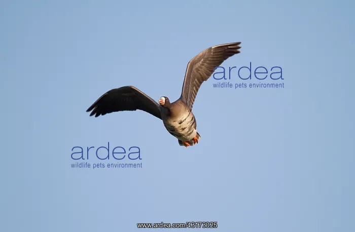 : White-fronted Goose : White-fronted Goose