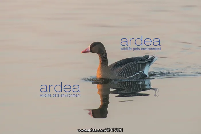 : White-fronted Goose : White-fronted Goose