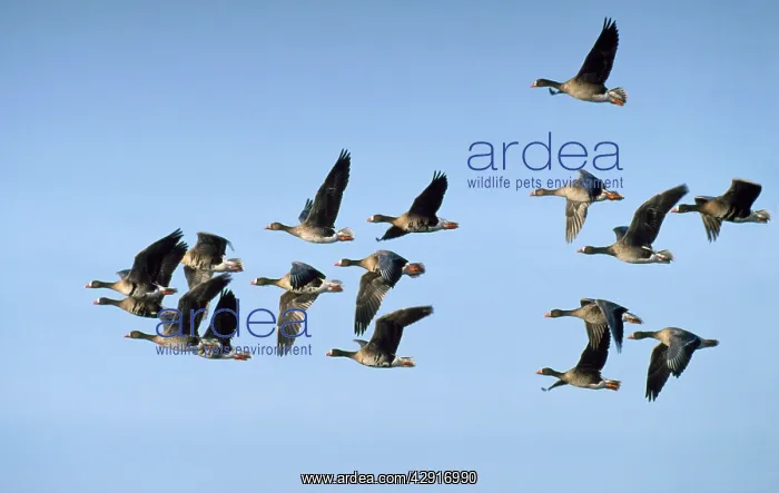 : White-fronted Goose - flock in flight : White-fronted Goose - flock in flight