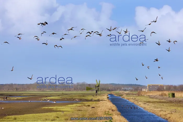: White-fronted Goose flying over nature reserve : White-fronted Goose flying over nature reserve