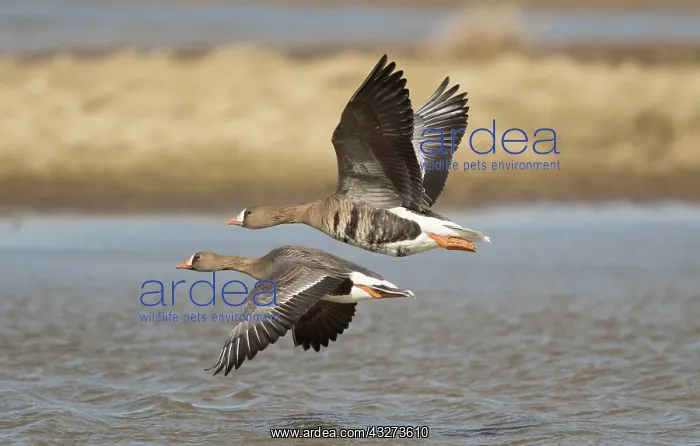 : White-fronted Goose, greater white-fronted geese : White-fronted Goose, greater white-fronted geese