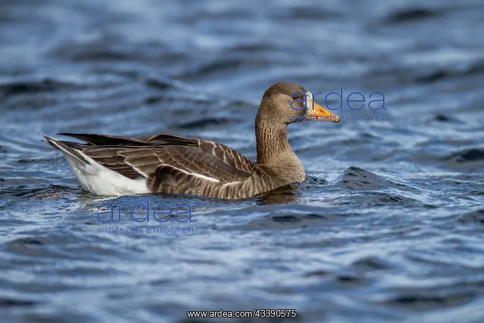 : White Fronted Goose - UK : White Fronted Goose - UK
