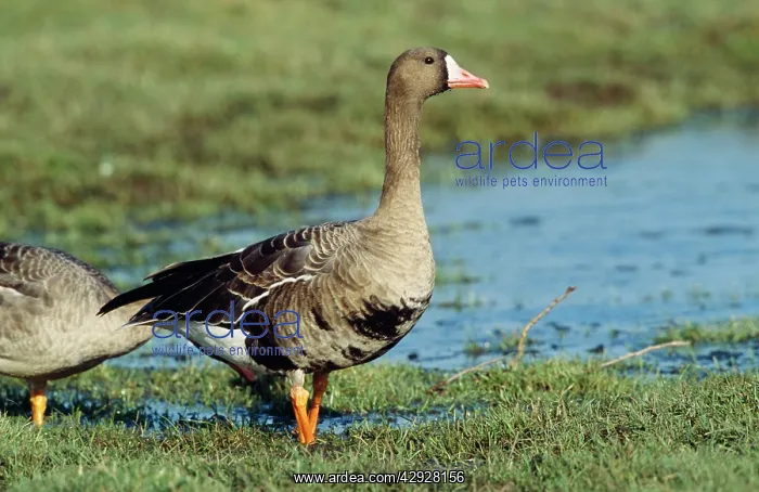 : White-fronted GOOSE - by water : White-fronted GOOSE - by water