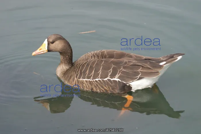 : White-fronted Goose - in water : White-fronted Goose - in water