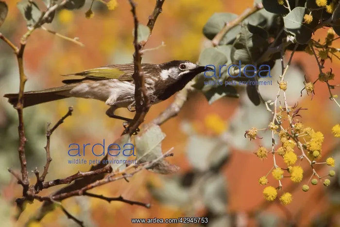 : White-fronted Honeyeater : White-fronted Honeyeater