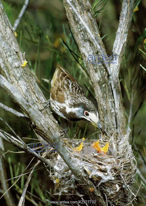 : White-fronted Honeyeater - with young at nest : White-fronted Honeyeater - with young at nest