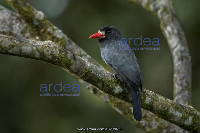 : White-fronted Nunbird (Monasa morphoeus) Putumayo, Colombia : White-fronted Nunbird (Monasa morphoeus) Putumayo, Colombia