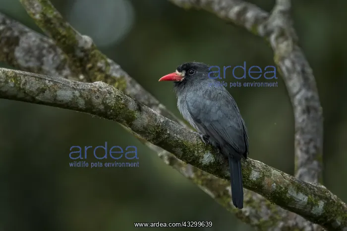 : White-fronted Nunbird (Monasa morphoeus) Putumayo, Colombia : White-fronted Nunbird (Monasa morphoeus) Putumayo, Colombia