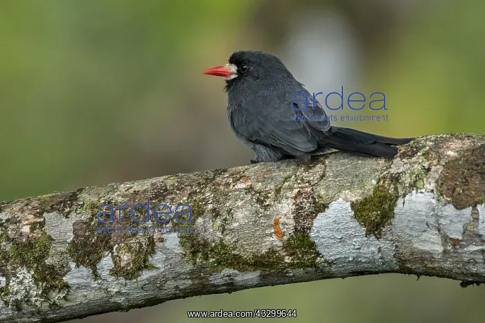 : White-fronted Nunbird (Monasa morphoeus) Putumayo, Colombia : White-fronted Nunbird (Monasa morphoeus) Putumayo, Colombia