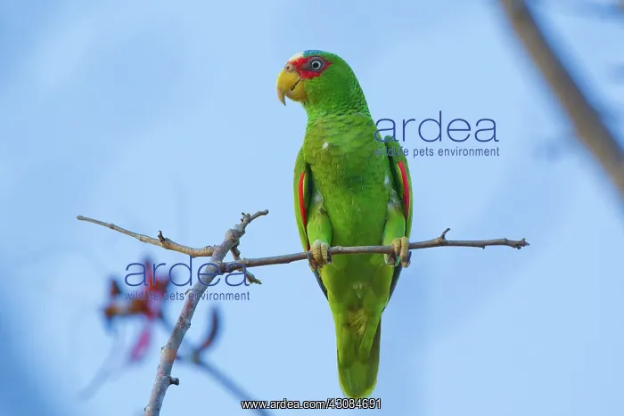 : White-fronted Parrot : White-fronted Parrot