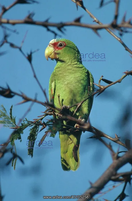 : White-fronted Parrot : White-fronted Parrot