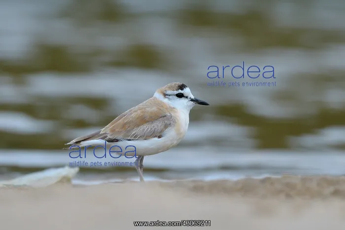 : White-fronted Plover : White-fronted Plover