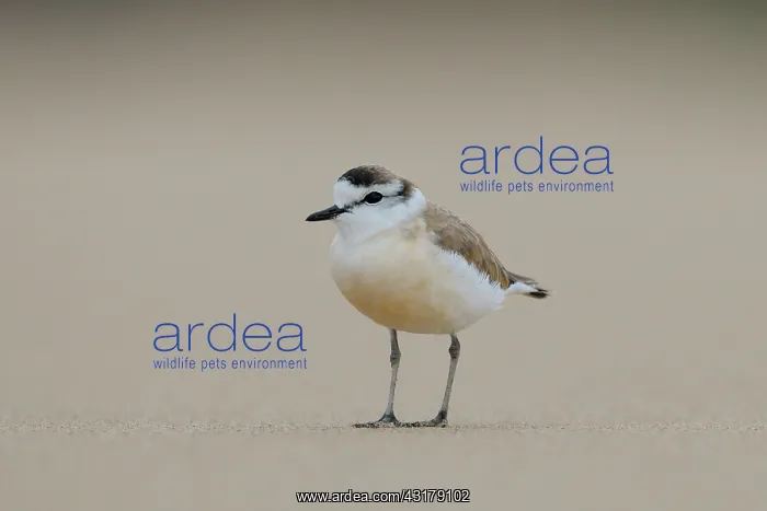 : White-fronted Plover : White-fronted Plover