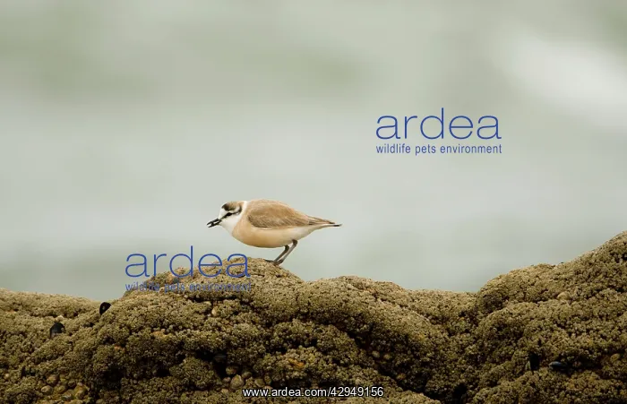 : White Fronted Plover - foraging on a rock : White Fronted Plover - foraging on a rock