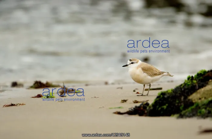: White Fronted Plover - foraging along the shore line : White Fronted Plover - foraging along the shore line