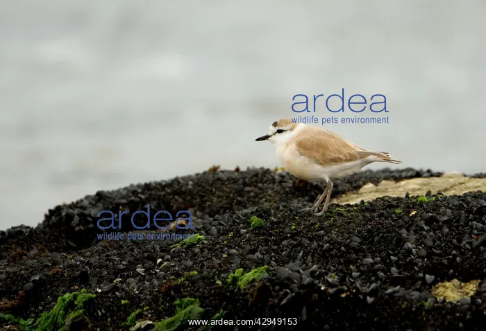 : White Fronted Plover - standing on a rock covered : White Fronted Plover - standing on a rock covered