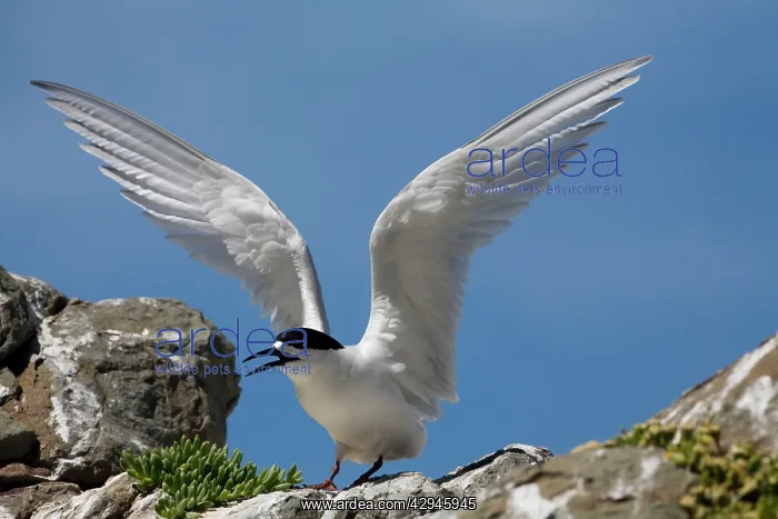 : White-fronted Tern : White-fronted Tern