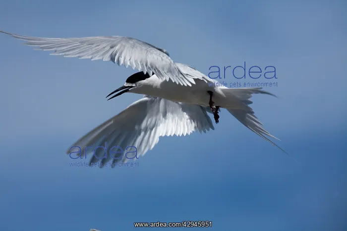 : White-fronted Tern : White-fronted Tern