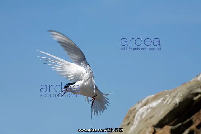 : White-fronted Tern : White-fronted Tern