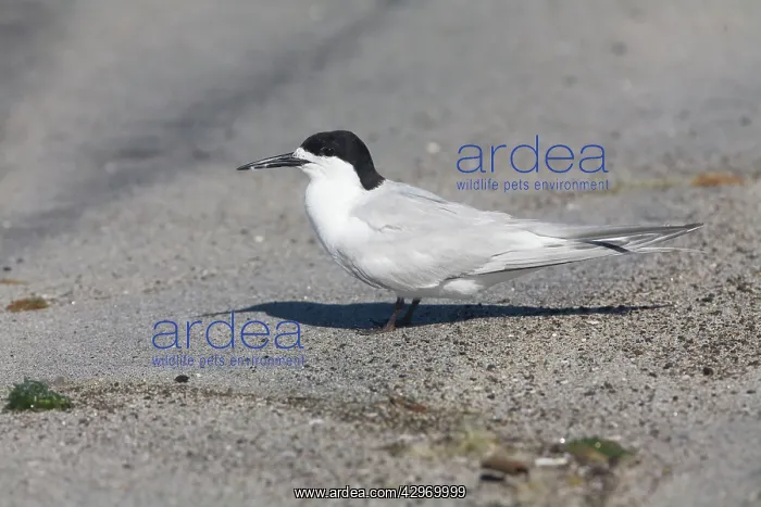 : White-fronted Tern : White-fronted Tern