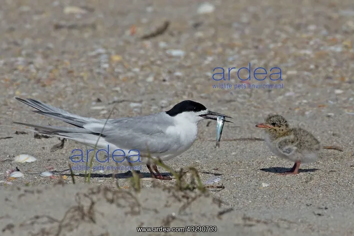 : White-fronted Tern - adult bringing fish prey for its chick : White-fronted Tern - adult bringing fish prey for its chick