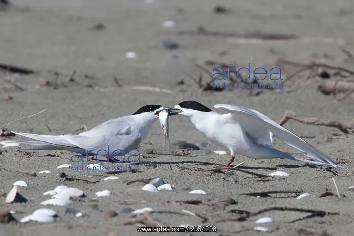: White-fronted Tern - courtship feeding : White-fronted Tern - courtship feeding