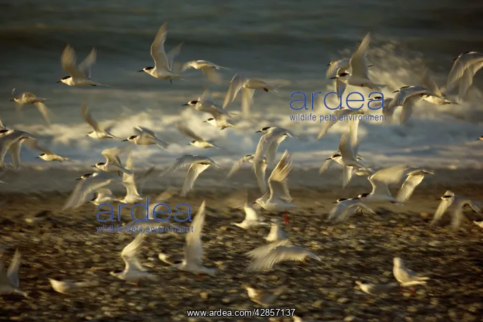 : White-fronted Tern - flight taking off from the : White-fronted Tern - flight taking off from the