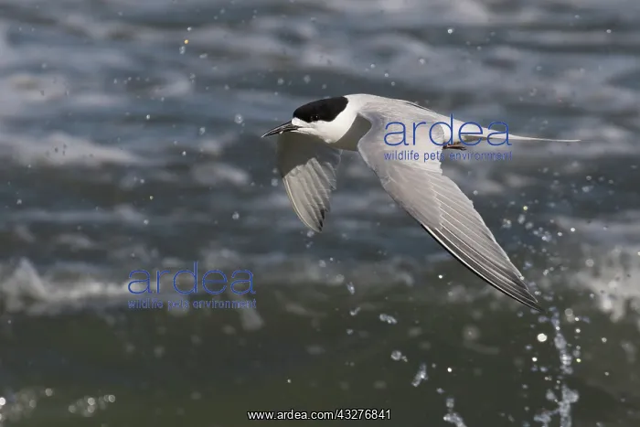 : White-fronted Tern - Flying along the coast - Boulder : White-fronted Tern - Flying along the coast - Boulder