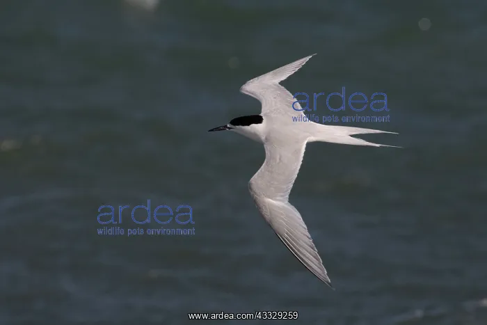 : White-fronted Tern - Flying along the coast - Boulder : White-fronted Tern - Flying along the coast - Boulder