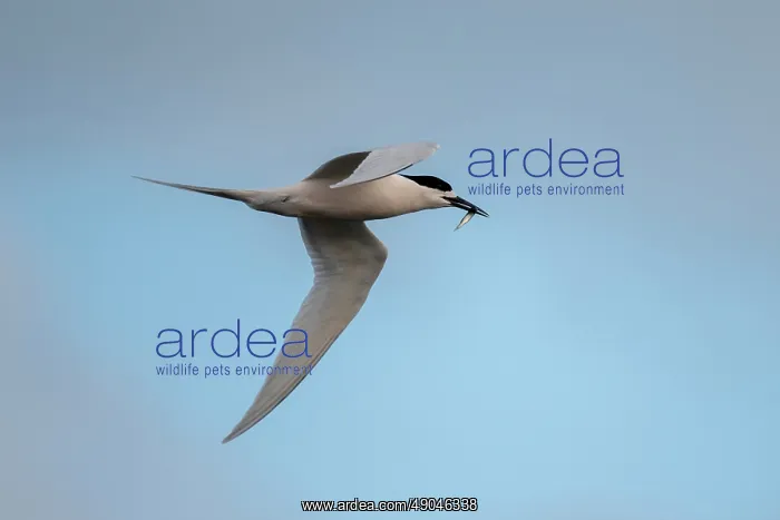 : White-fronted Tern flying with fish prey : White-fronted Tern flying with fish prey