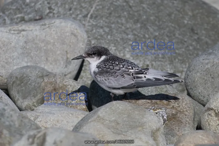 : White-fronted Tern - A juvenile perched on coastal : White-fronted Tern - A juvenile perched on coastal