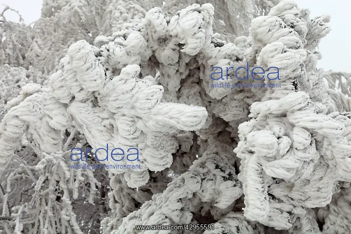 : White Frost and Snow covered Trees : White Frost and Snow covered Trees