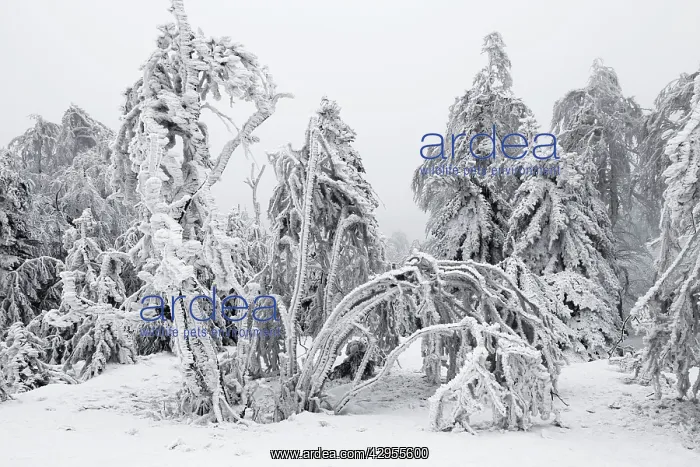 : White Frost and Snow covered Trees : White Frost and Snow covered Trees