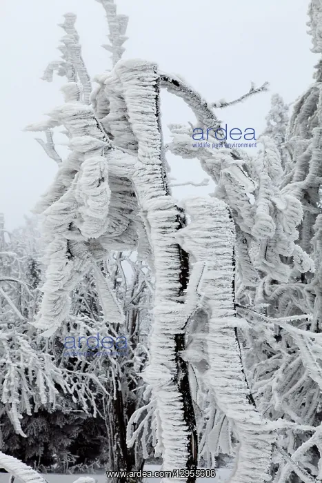 : White Frost and Snow covered Trees : White Frost and Snow covered Trees