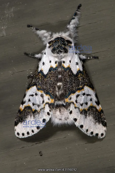 : White Furcula : White Furcula