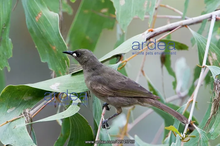 : White-gaped Honeyeater : White-gaped Honeyeater