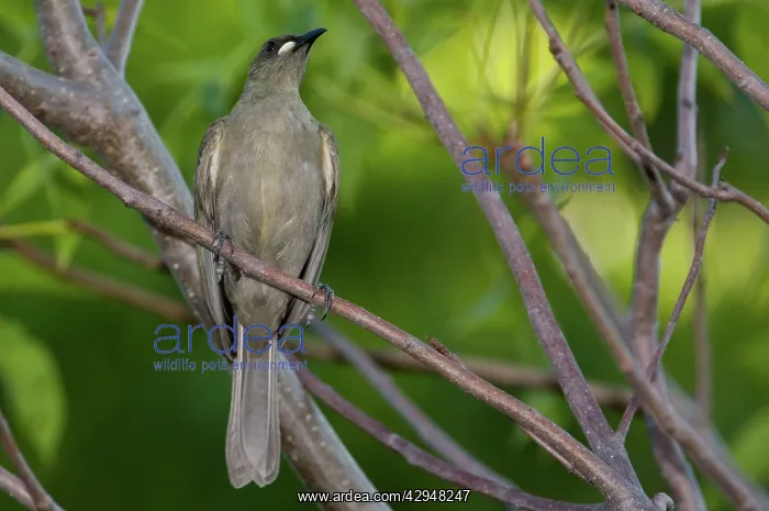 : White-gaped Honeyeater : White-gaped Honeyeater