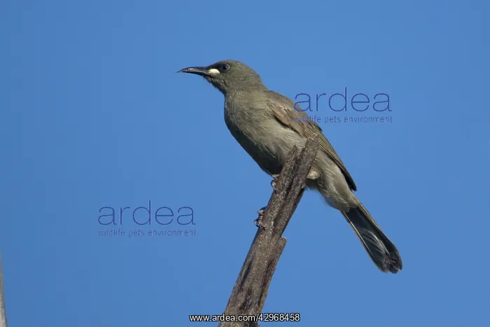 : White-gaped Honeyeater : White-gaped Honeyeater