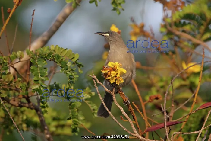 : White-gaped Honeyeater - at a flower from which : White-gaped Honeyeater - at a flower from which