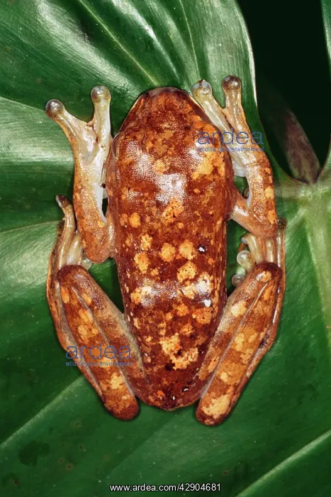 : White Giant Lipped TREEFROG : White Giant Lipped TREEFROG