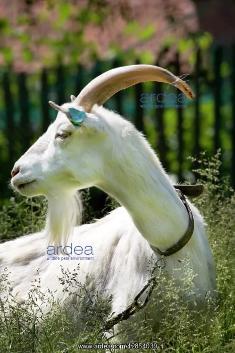  : White goat - in garden