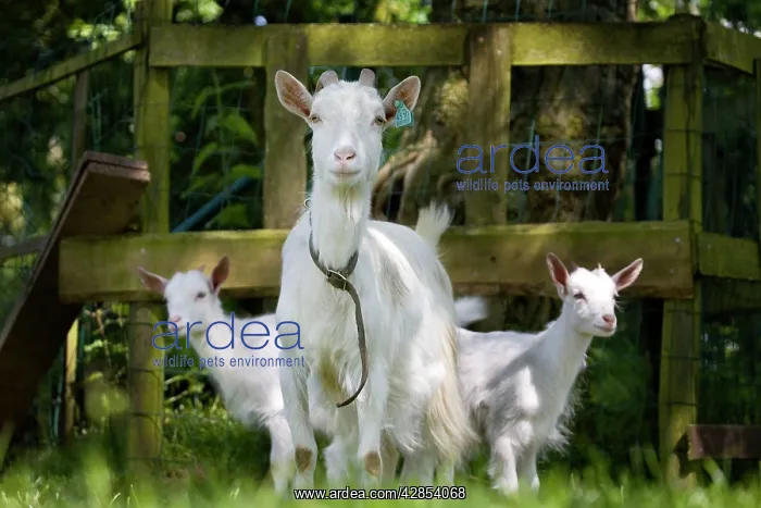  : White Goat - with two kids in orchard