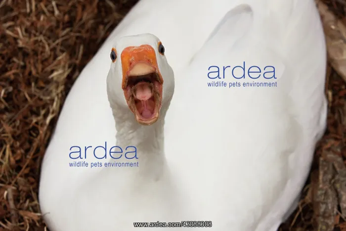 : White Goose : White Goose