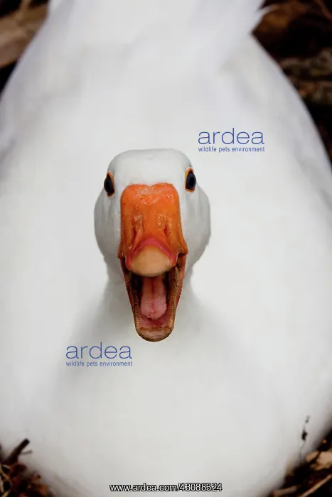 : White Goose : White Goose