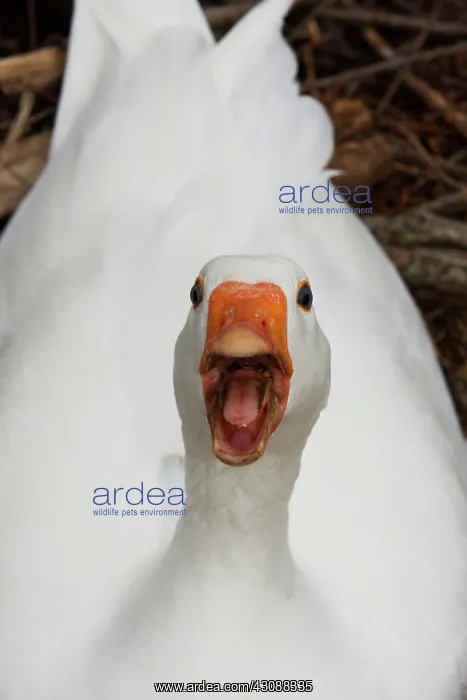 : White Goose : White Goose