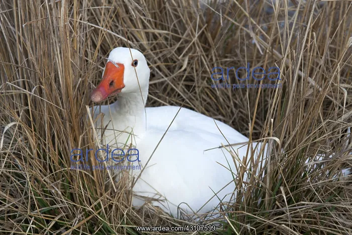 : White Goose : White Goose