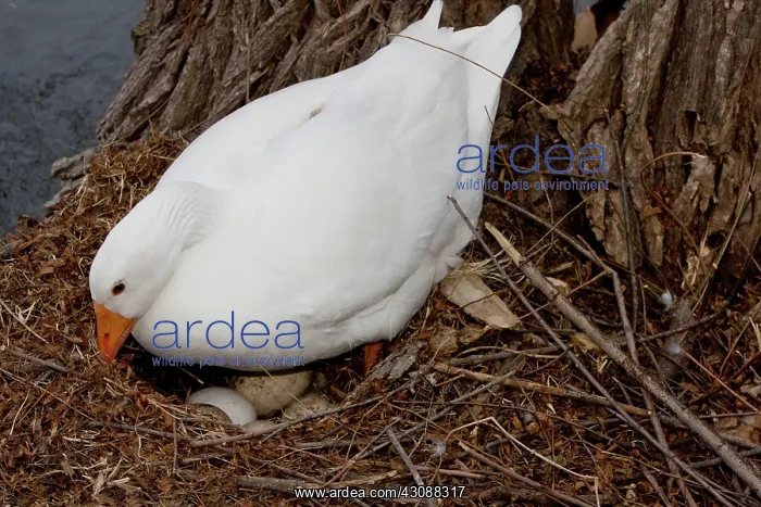 : White Goose Sitting on Eggs : White Goose Sitting on Eggs
